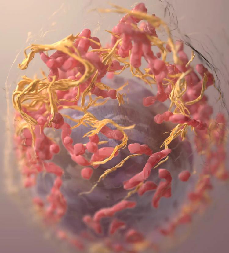 Melanoma Sample Cell